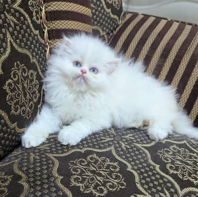 Persian cat tripplle coat