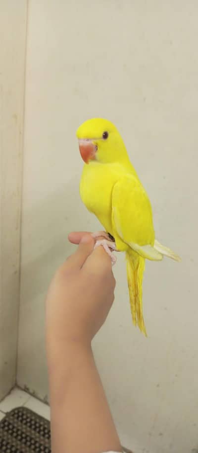 yellow parrot