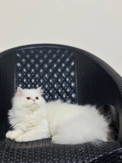 Persian Cat | white cat | white kitten | triple coat | punch face