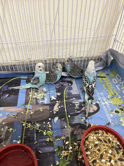 astrilen parrot feroza