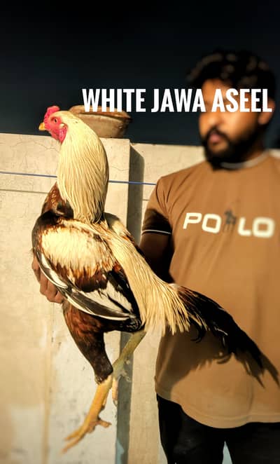 jawa Aseel birds