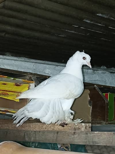 Laky kabootar Breeder pair for sale