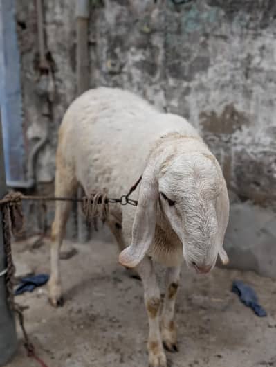 Qurbani k Liye jis ko chaye rabta  kar sakty hai
