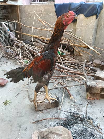 Thai Aseel patha for sale