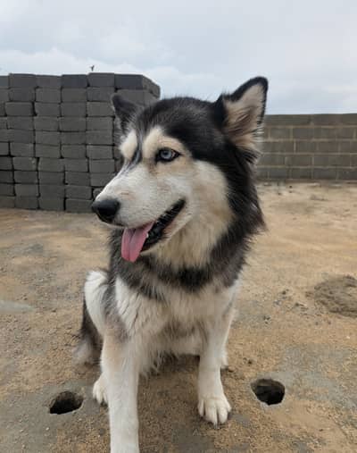 Breeder Siberian Husky Female Wooly Coat Bully eyes