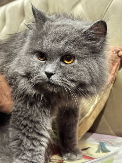 Triple coated grey coloured Kitten looking for a new place