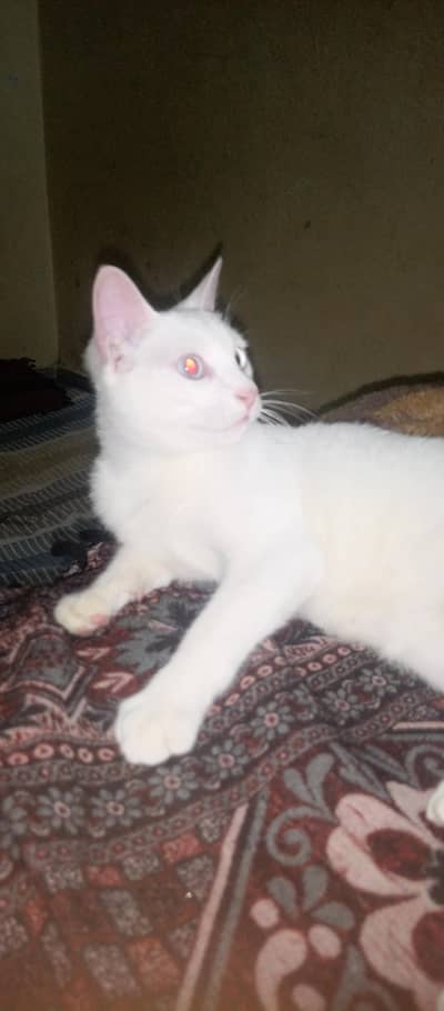single cot. Persian. beauty. full. cat. blue. eyes. white. colour