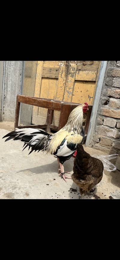 Aseel murga hai. Price tori both kam ho gay gii