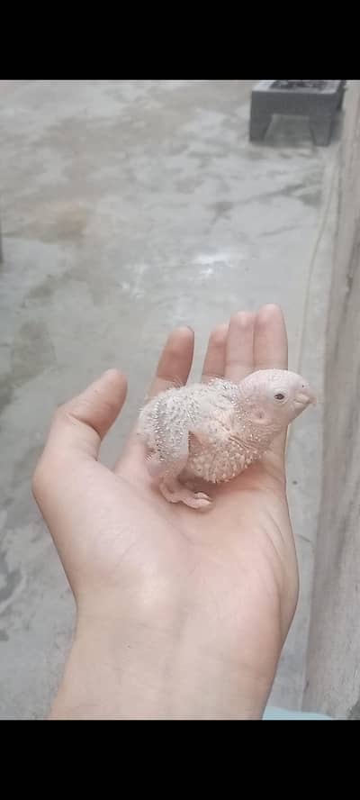 conure chicks available conure