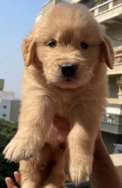 Golden Retiever male puppy available