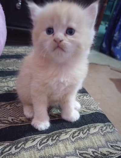 Cute Doll Face Persian Kittens