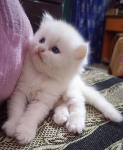 Cute Doll Face Persian Kittens