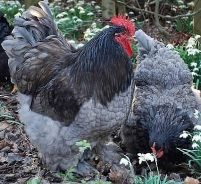 blue Cochin bantam eggs available ha high quality pair Kay eggs ha
