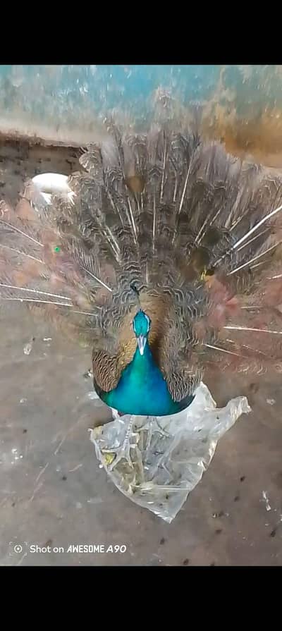 liqutabad no 2 karachii