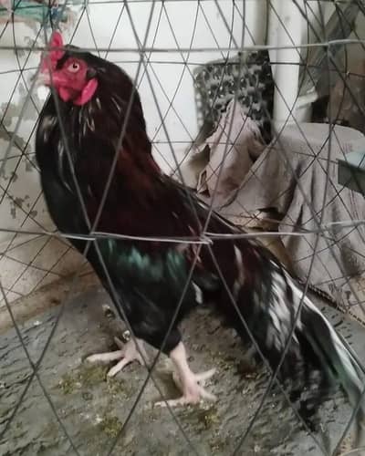 amroha lasani breeder male