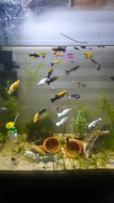 Molly's and guppies for sale loaded and imported mollies avalible i