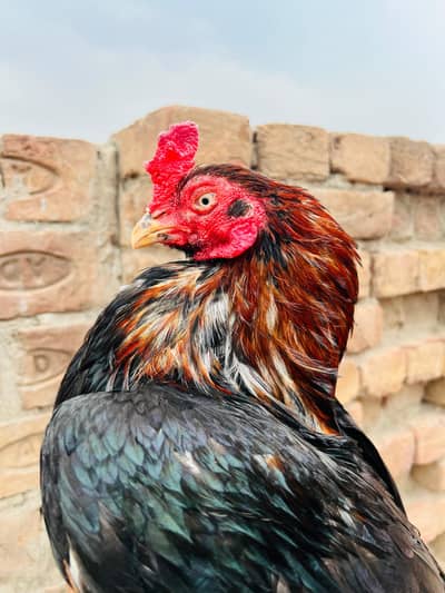 mushka lakha amroha murga