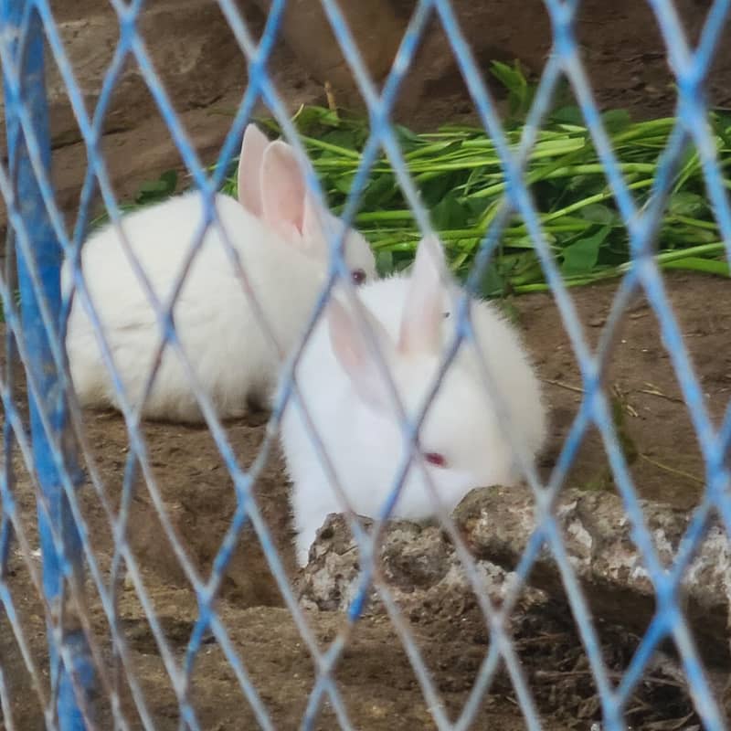 rabbits 2