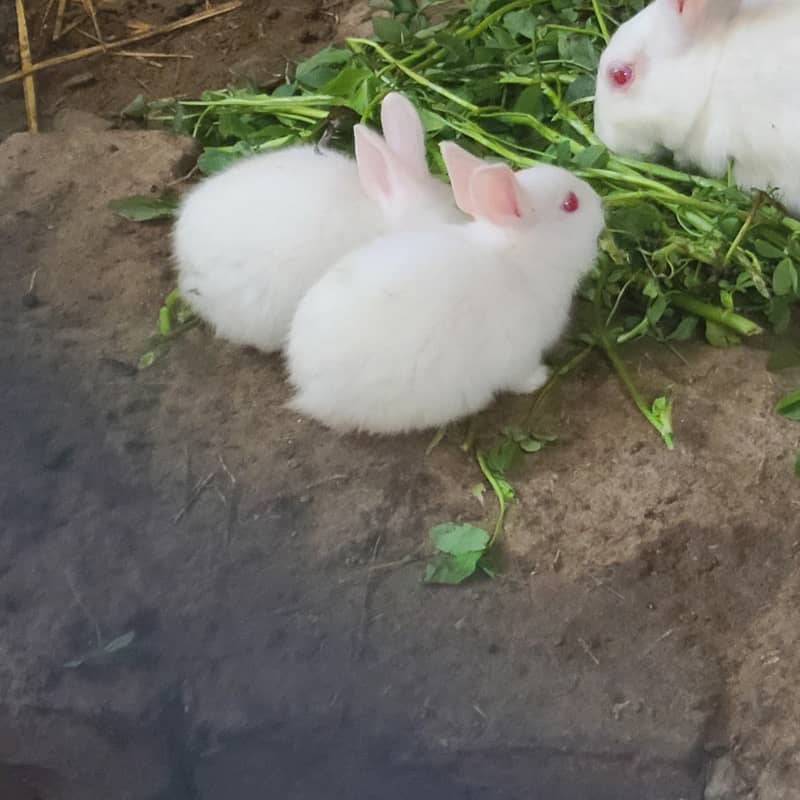 rabbits 3