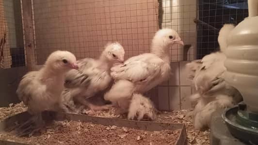 Light Columbian brahma