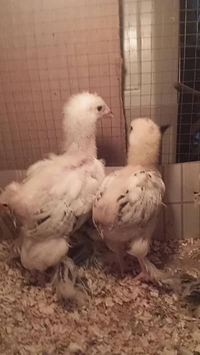 Light Columbian brahma