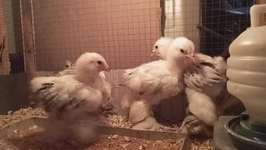 Light Columbian brahma