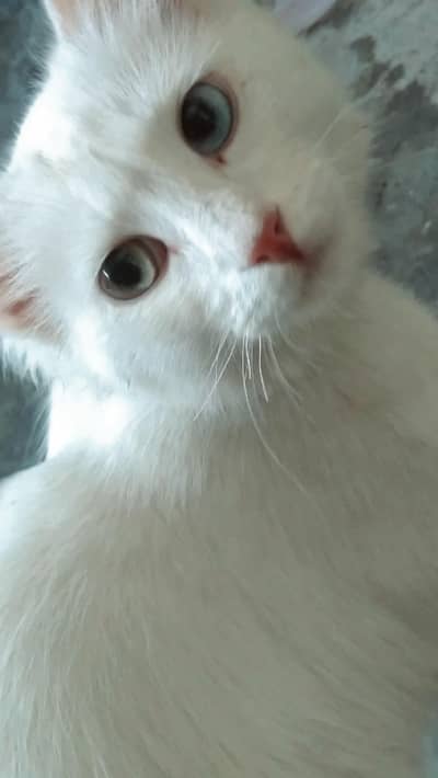 Healthy Persian Cat available for sale.