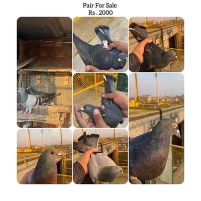 Shok k ley rkhy huy kuxh extra ho gey is ley jora sale kr rha hu