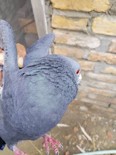 dfgggjjjjjvvvcccccccccc