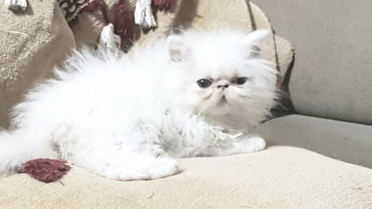 Peki bloodline kitten 03074524744