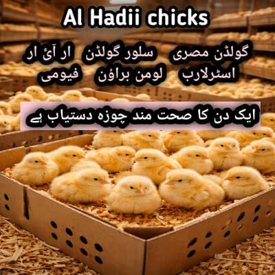 golden misri chuza A+grade vaccinated