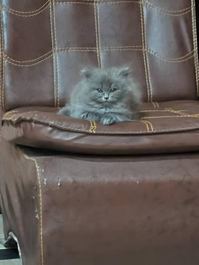 Female Persian kitten