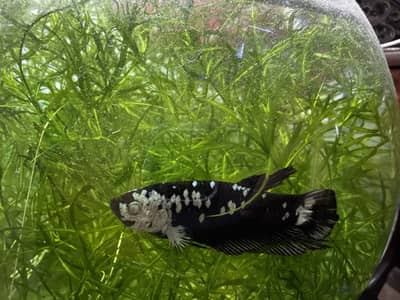 3feet Full aquarium setup. with betta fish