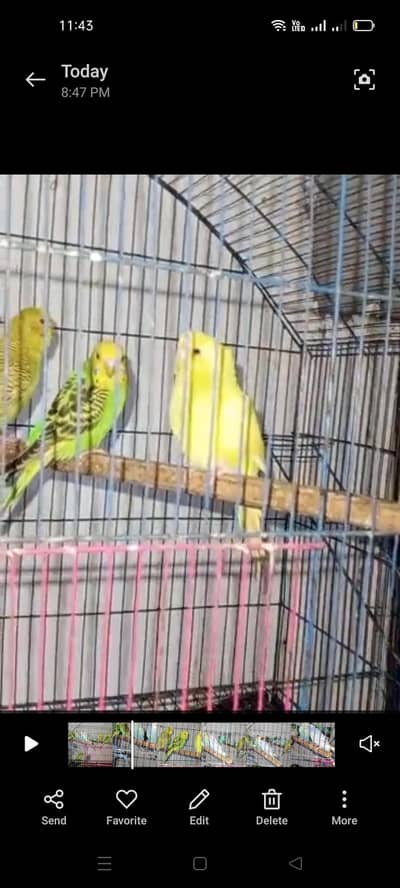 Australian parrots  03066623459