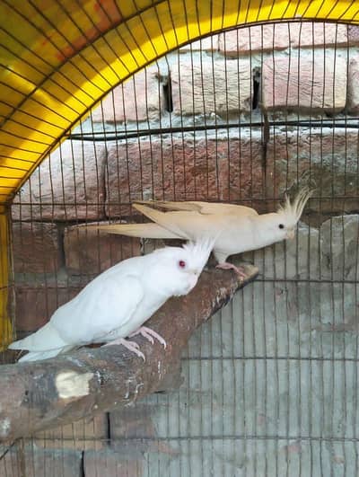 Eno Red eye 2 female  available for sale. whatsapp only : 03284381936