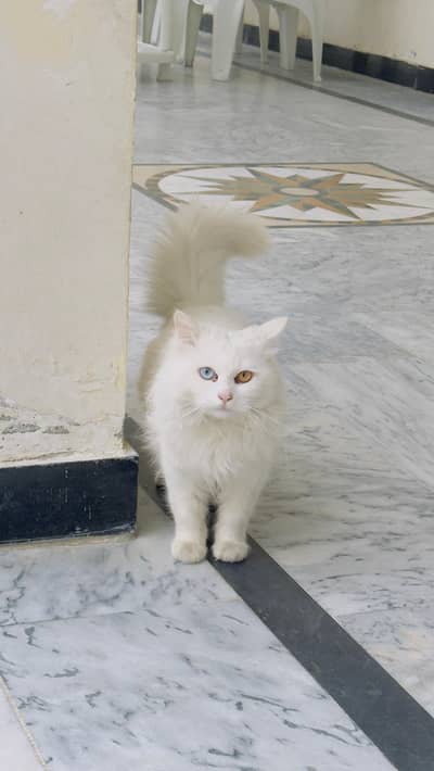 cute and full fluffy male for sale