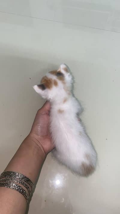 pure persian kittens for sale (pair Available)