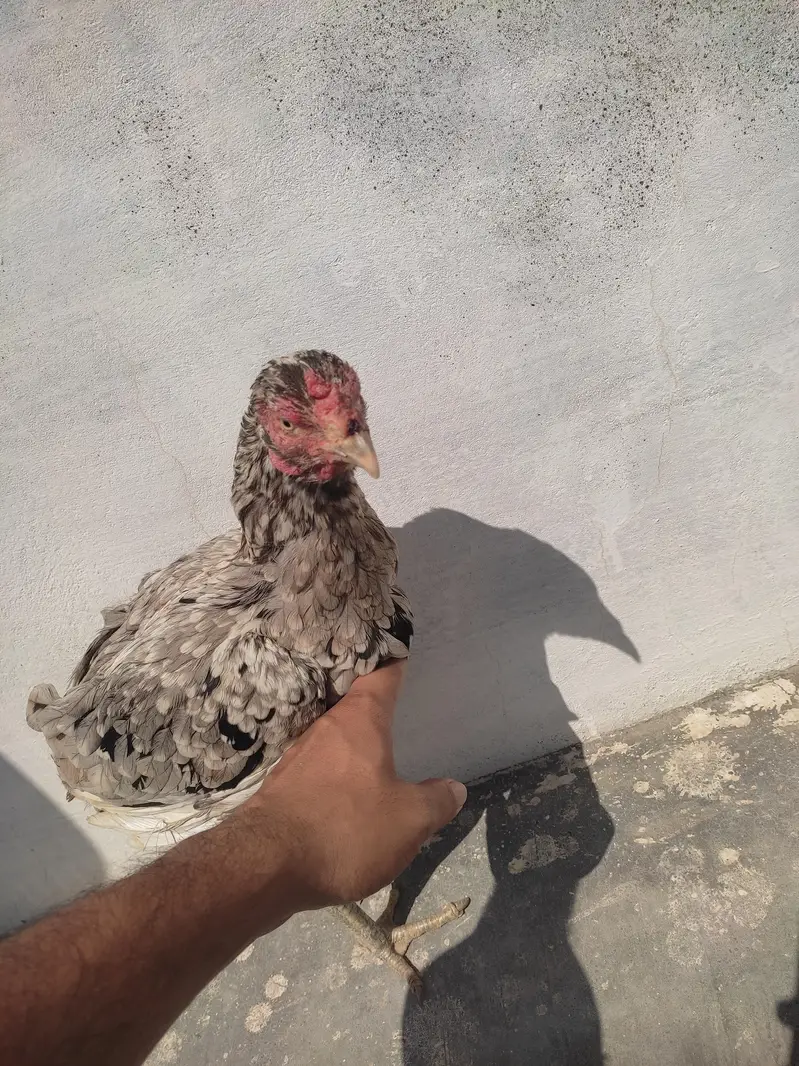 aseel lasani murghi for sale 03053990941
