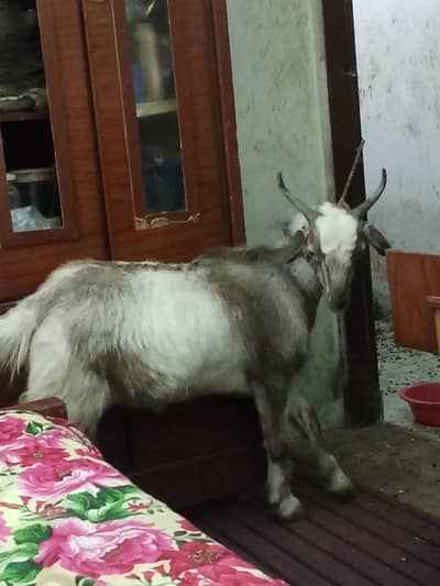 Maine isko ghar mein Pala hai