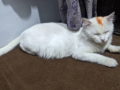 Perison cat double cotted