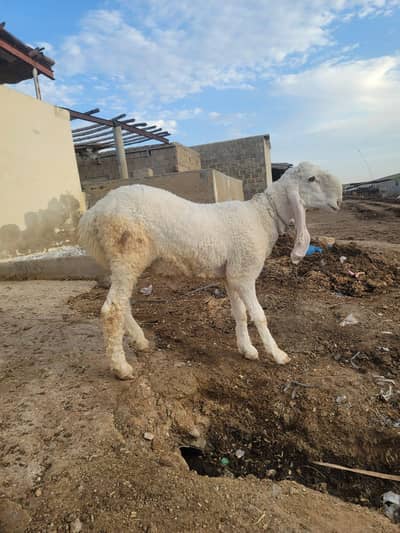 Larkana 2 dant Nasli dumba