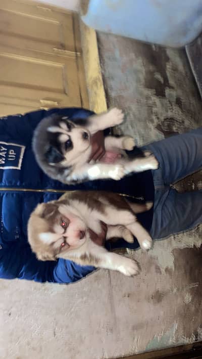 Siberian husky puppy