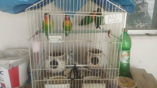 lovebirds and Australian parrots