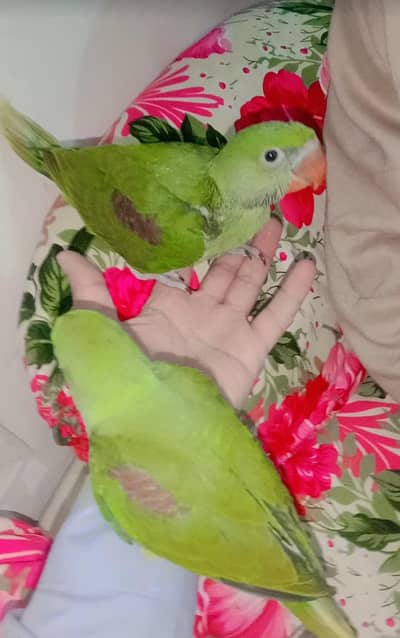 r. a. w baby parrots pair