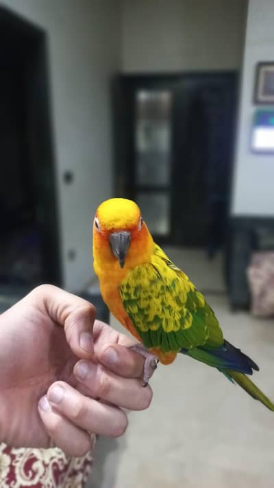 sun conure hand tamed