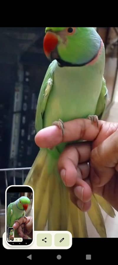 Ringneck Adult Piece