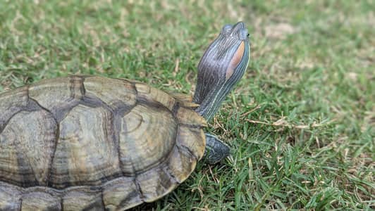 Red Eared Slider