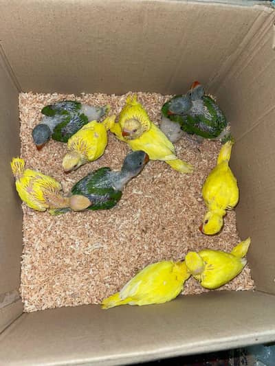 yellow nd green handfeed chicks
