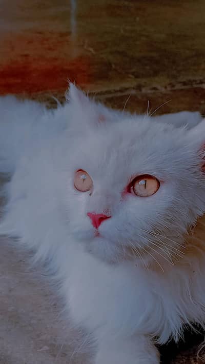 White persian female cat
