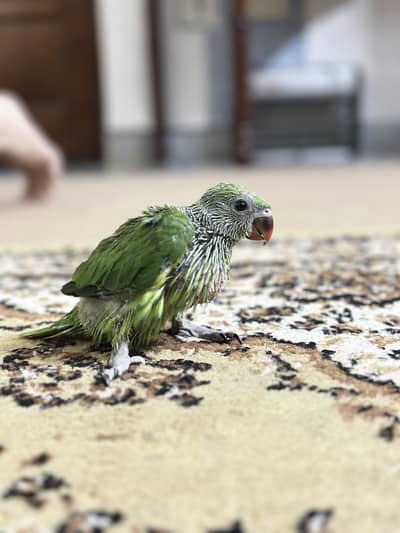 Ring neck healthy male baby for sale